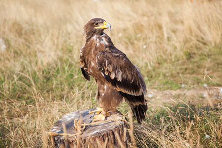 Eagle resting on a stumpの写真素材