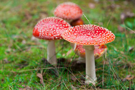 Fly-agaric in a forest, closeup photoの写真素材