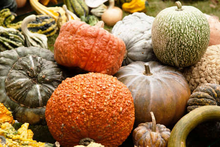 Fresh pumpkins closeup