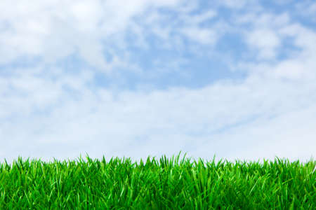 Green grass and blue skyの写真素材