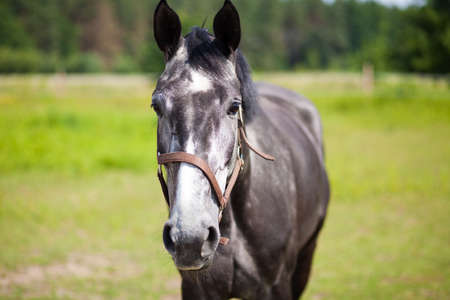 Horse on a pastureの写真素材