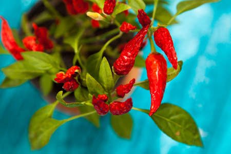 Red chili peppers growing in a potの写真素材