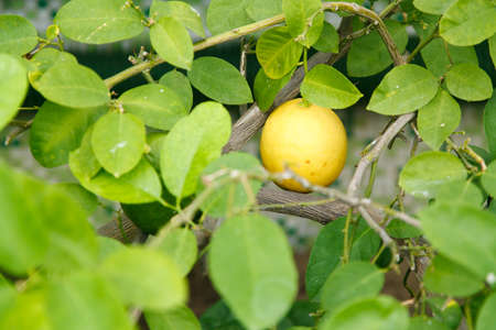 Lemon treeの写真素材