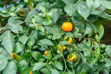 Tangerine treeの写真素材