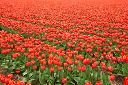 Red tulip field in Netherlandsの写真素材