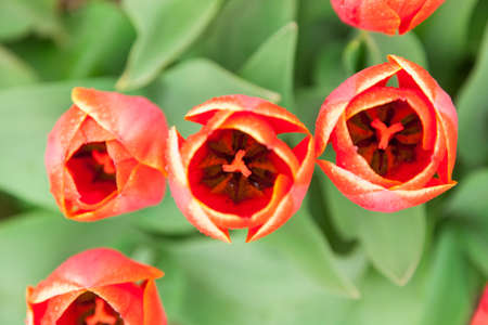 Three red tulips closeup photoの写真素材