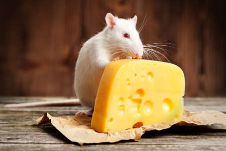 Pet rat with a large piece of cheese, wooden backgroundの写真素材