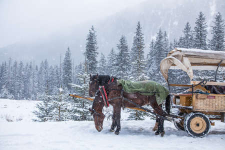 Two horses on a snowy winter day.の写真素材
