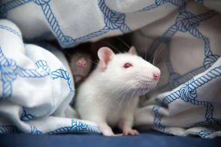 Two beautiful pet rats closeup photoの写真素材