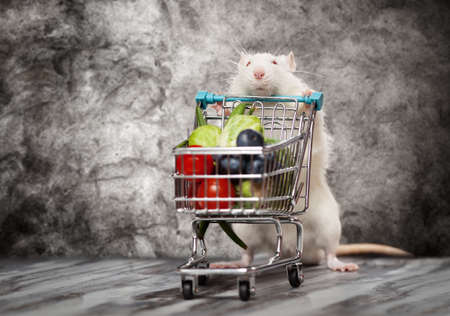 Cute rat with a shopping cart at a storeの写真素材