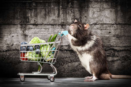 Cute rat with a shopping cart at a storeの写真素材