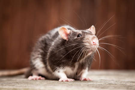 Pet rats on a wooden backgroundの写真素材