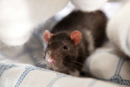 Two cute pet rats resting in a blanketの写真素材