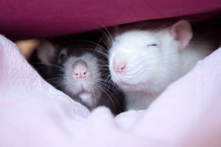 Two cute pet rats resting in a blanketの写真素材