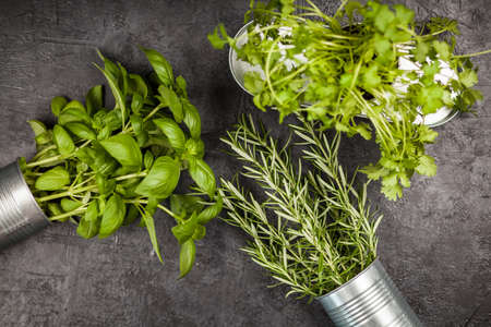 Fresh herbs on grey background - basil, rosemary, corianderの写真素材