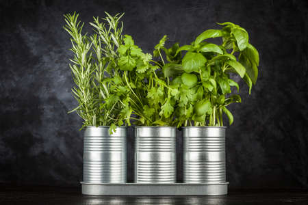 Fresh herbs on black background - basil, rosemary, corianderの写真素材