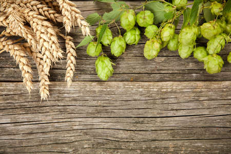 Malt and hops - beer brewing ingredientsの写真素材