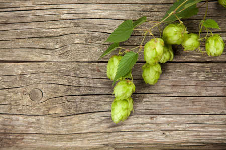 Fresh green hops - beer brewing ingredient