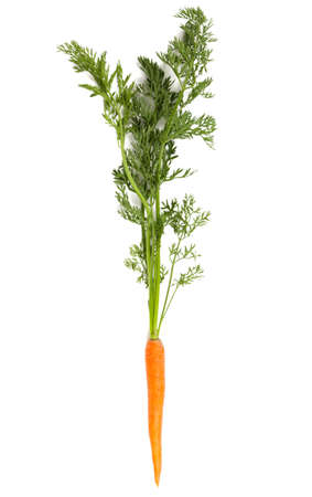Carrot on white backgroundの写真素材