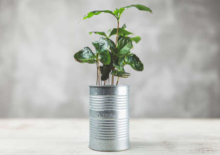 Plant sprout in a canの写真素材