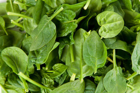 Baby spinach leavesの写真素材