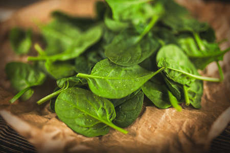 Baby spinach leavesの写真素材