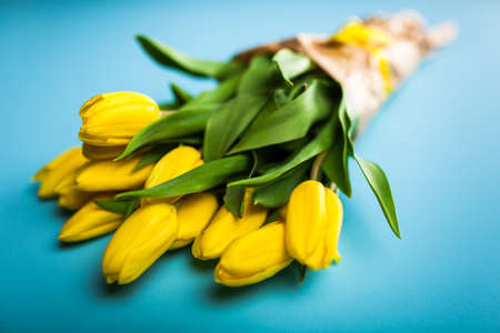 Yellow tulips on blue backgroundの写真素材