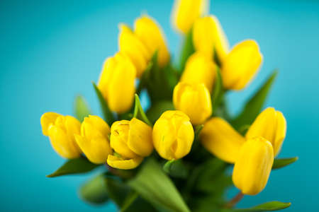 Yellow tulips on blue backgroundの写真素材