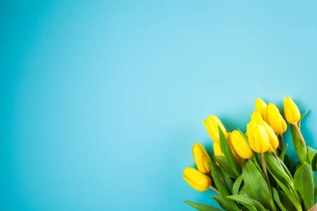 Yellow tulips on blue backgroundの写真素材