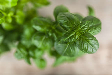 Basil growing in tin cansの写真素材