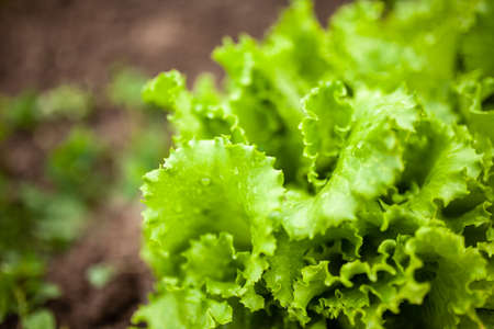 Lettuce growing in a home gardenの写真素材
