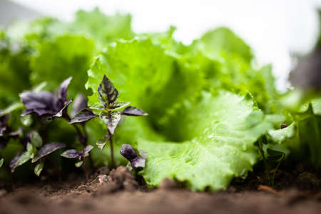 Lettuce growing in a home garden