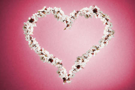 Cherry blossom flowers