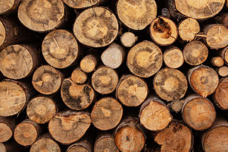Fireplace wood logs side textureの写真素材