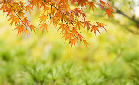 the red maple leaf in autumnの写真素材
