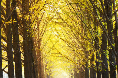 two row gingko in autumnの写真素材
