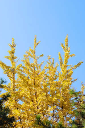 yellow gingko and pine in blue skyの写真素材