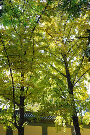 higher gingko whit chinese wall in parkの写真素材