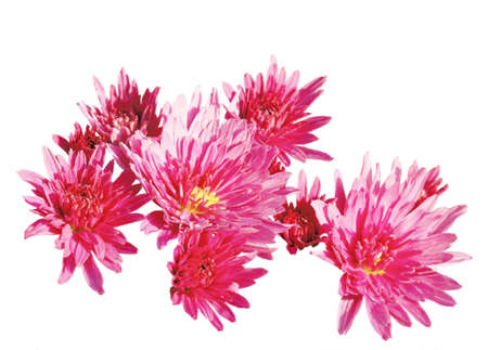 isolated of red chrysanthemums
