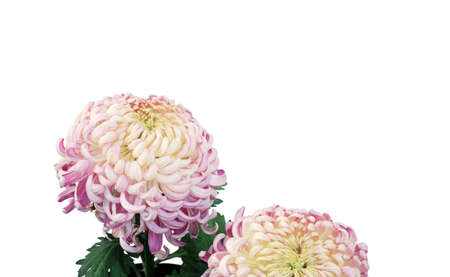 Closeup shoot isolated of pink chrysanthemumsの写真素材
