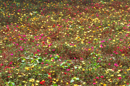 Background of multicolour flowers bedの写真素材