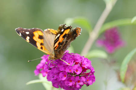 A butterfly feeding on flowerの写真素材