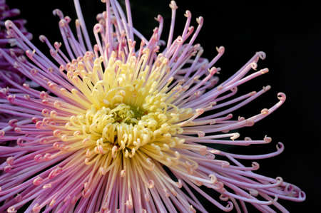 Closeup shoot of a chinese chrysanthemum in black background の写真素材