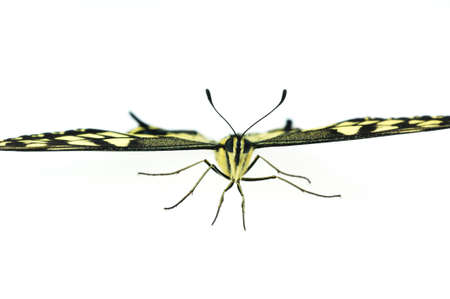 Lower angle of view shot of a butterfly on white background の写真素材