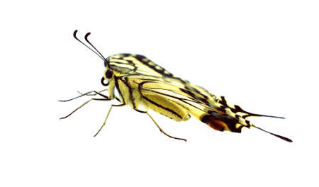 Close-up shot of a profile butterfly on white backgroundの写真素材