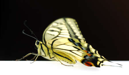 Closeup shot of a profile butterfly on white backgroundの写真素材