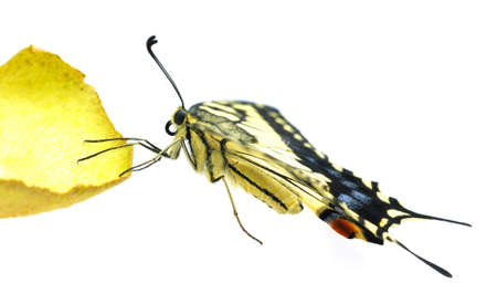 Close-up shot of a butterfly on white backgroundの写真素材