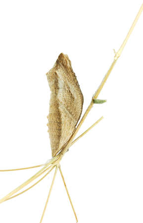 A pupae hanging from a twigの写真素材