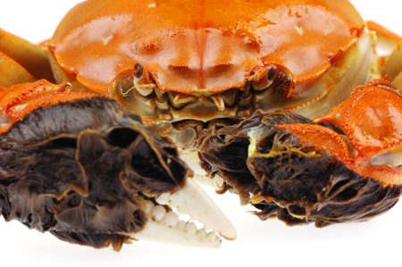 Closeup of cooked crab in white backgroundの写真素材