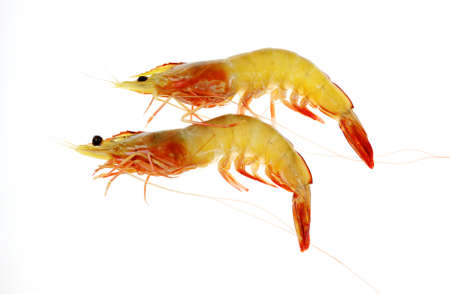 Two shrimps on the white background.の写真素材